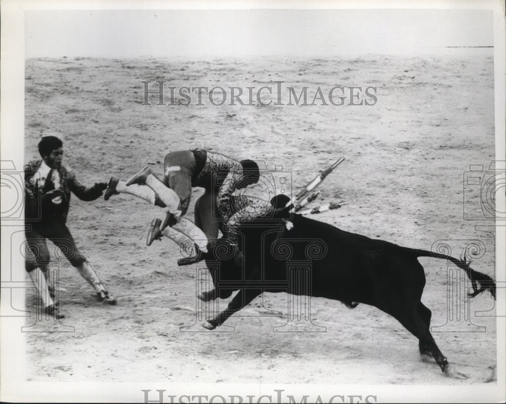 1967 Press Photo Bull fighter tossed in air by a bull in the ring - net31149 - Historic Images