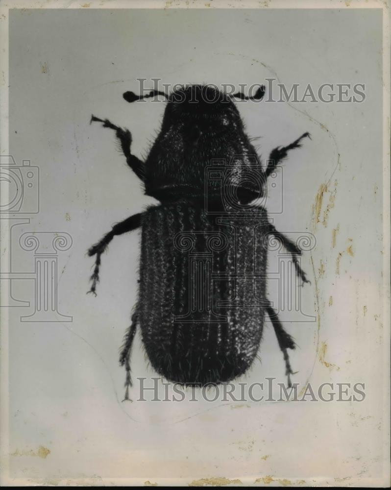 1947 Press Photo The Douglas Fir Bark Beetle - orb02455 - Historic Images