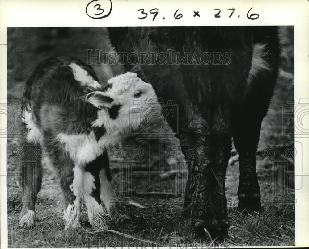 1982 Press Photo Newborn Calf - orb03069 - Historic Images