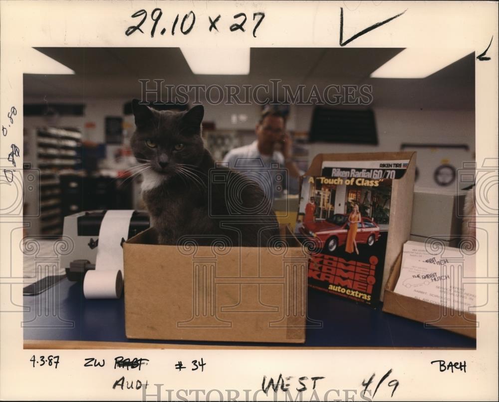1987 Press Photo Audi Qualtro the cat with Chuck Schnorenerg at Rabbit Hutch - Historic Images