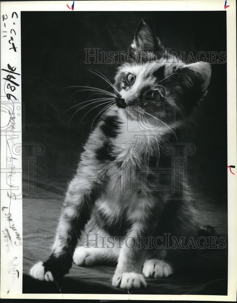 1987 Press Photo Flatcar Annie kitten  - orb03661 - Historic Images
