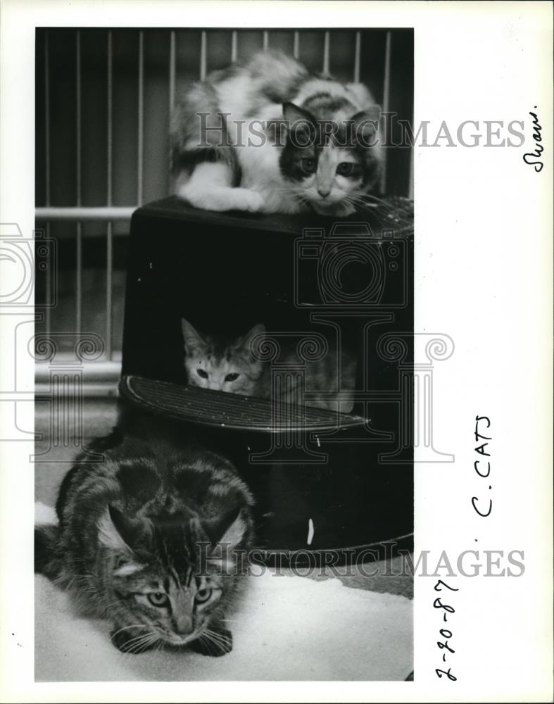 1987 Press Photo Cats Huddle in the Cat Area at the Oregon Humane Society - Historic Images