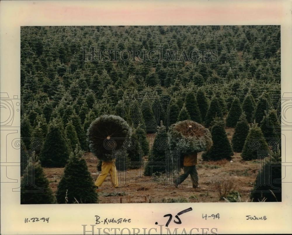 1994 Press Photo Men cut down Christmas trees - orb05147 - Historic Images