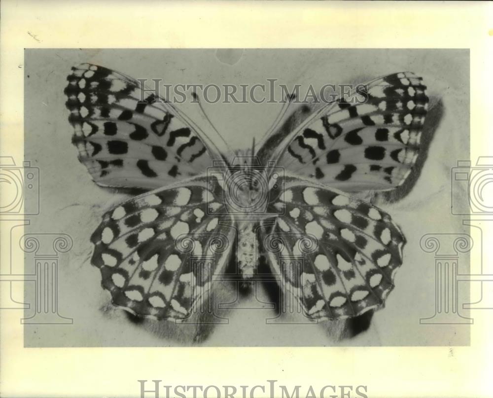1986 Press Photo Oregon silverspot butterfly listed as threatened species - Historic Images