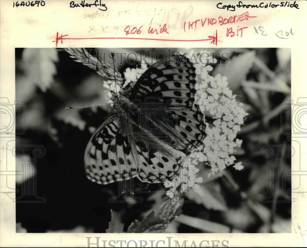 1990 Press Photo Silverspot Butterfly - orb06074 - Historic Images