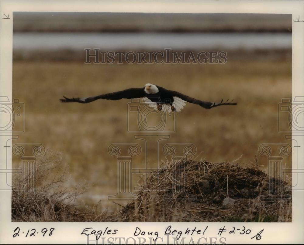 1998 Press Photo Eagles - orb08475 - Historic Images