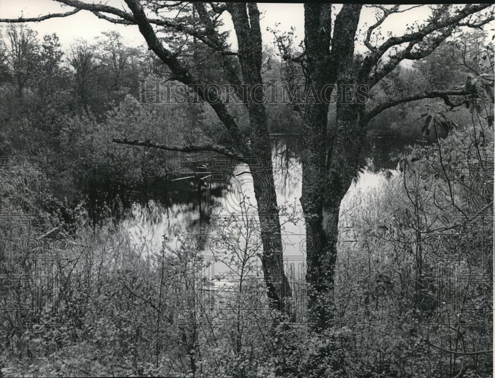 1962 Press Photo Comassia Natural Area - orb08857 - Historic Images