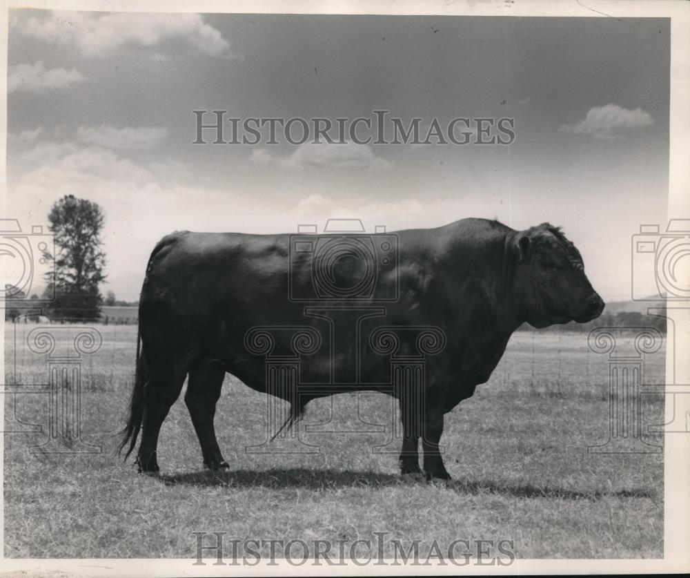 1949 Press Photo Two cows and their spring calves from the Oregon State College - Historic Images