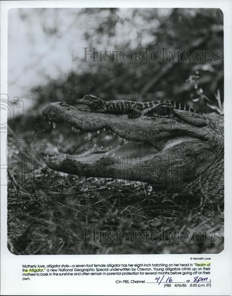 1986 Press Photo Realm of the alligator, a new National Geographic Special - Historic Images