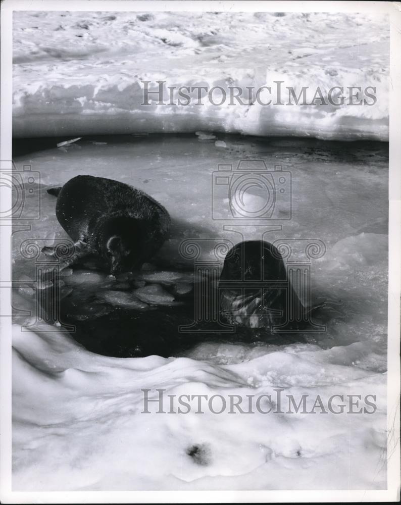 1962 Press Photo Wendell Seals give the cameraman a cautious look at Antartica - Historic Images