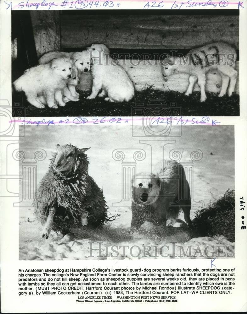 1984 Press Photo Anatolian Sheepdogs Are Trained To Protect Sheep, Massachusetts - Historic Images