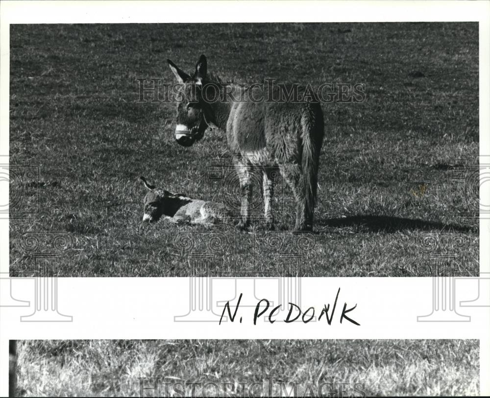 1988 Press Photo The mother of newborn donkey waits in morning sun - orb09942 - Historic Images