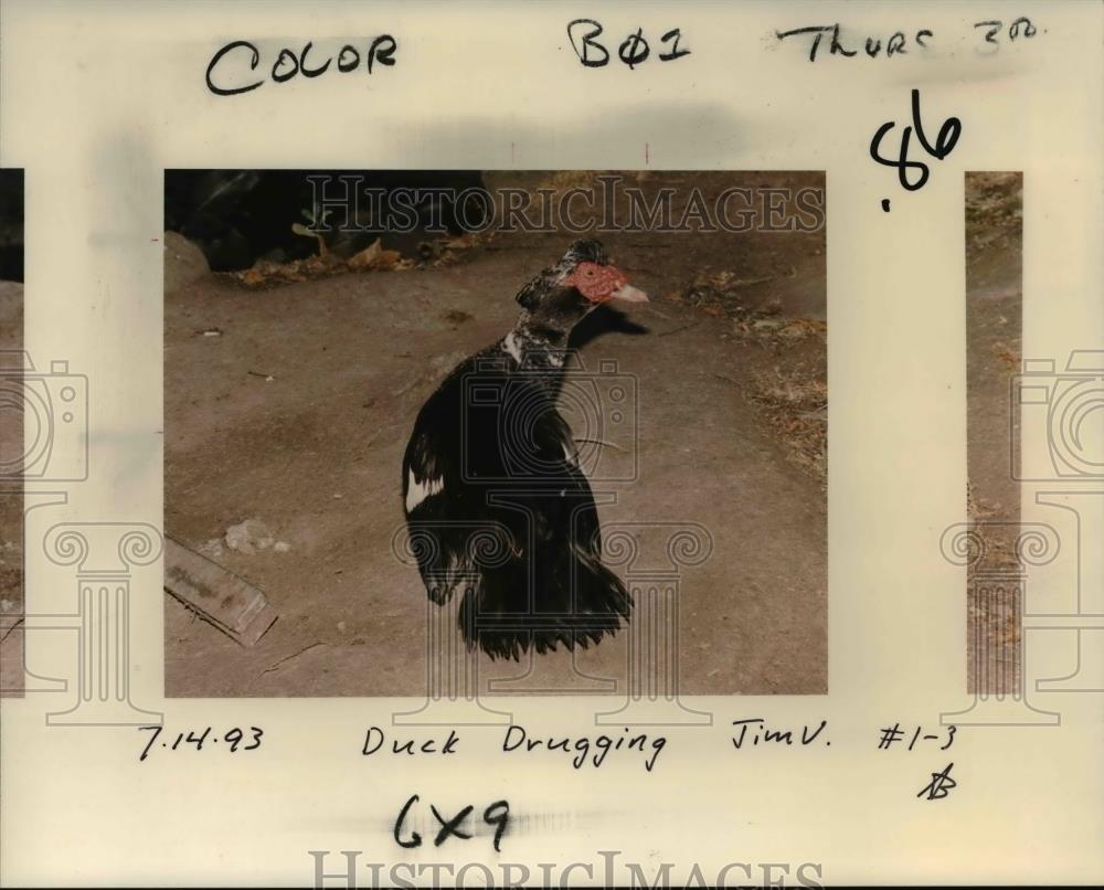 1993 Press Photo Duck Drugging - orb10197 - Historic Images