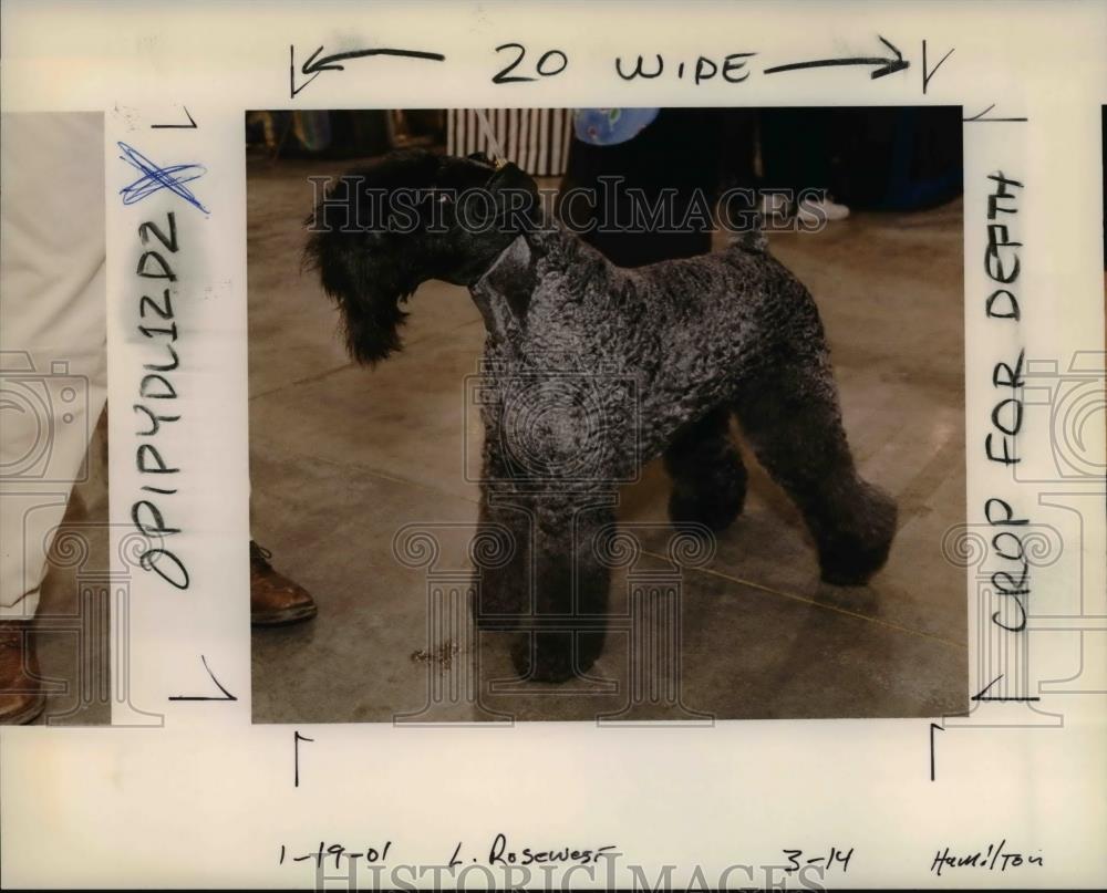 2001 Press Photo Dog - orb10213 - Historic Images