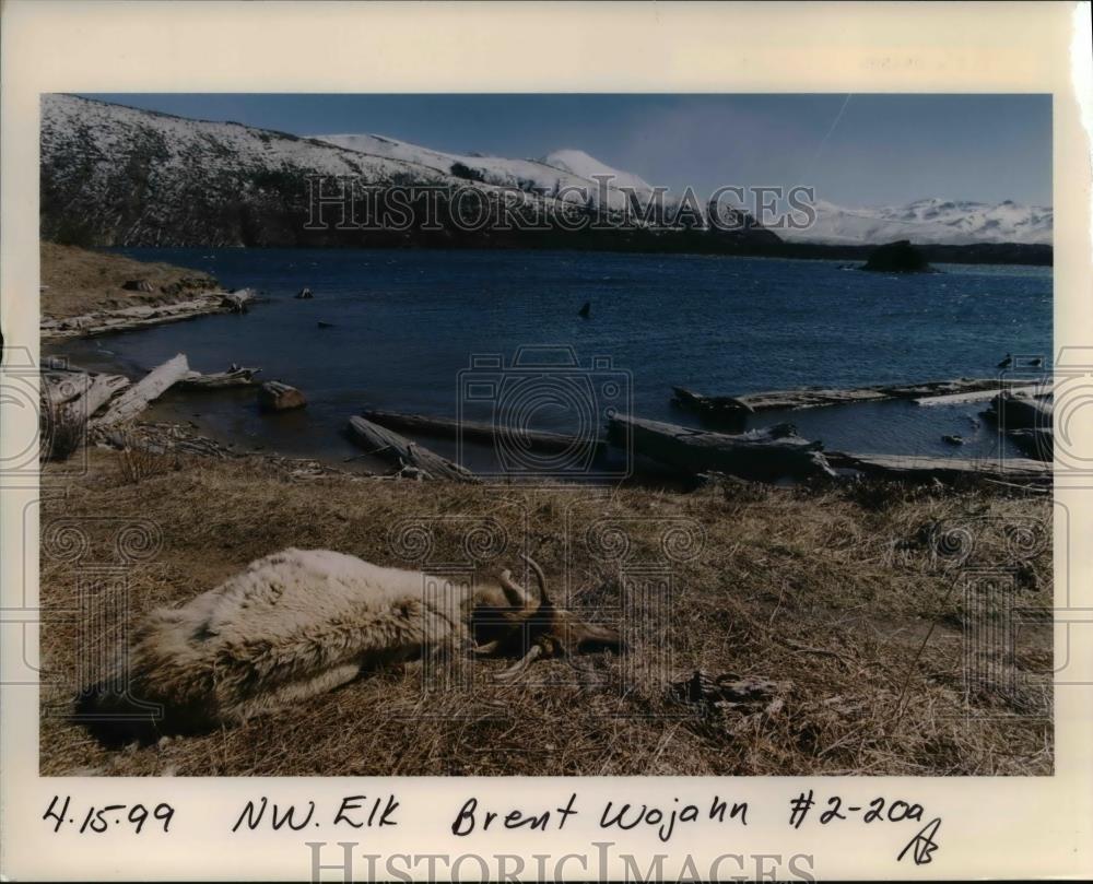 1999 Press Photo Elk in Washington - orb11087 - Historic Images
