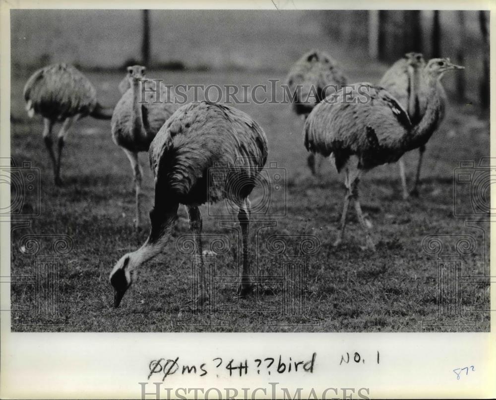 1983 Press Photo South American rheas roam on Wilbur W. Bruck's Farm. - Historic Images