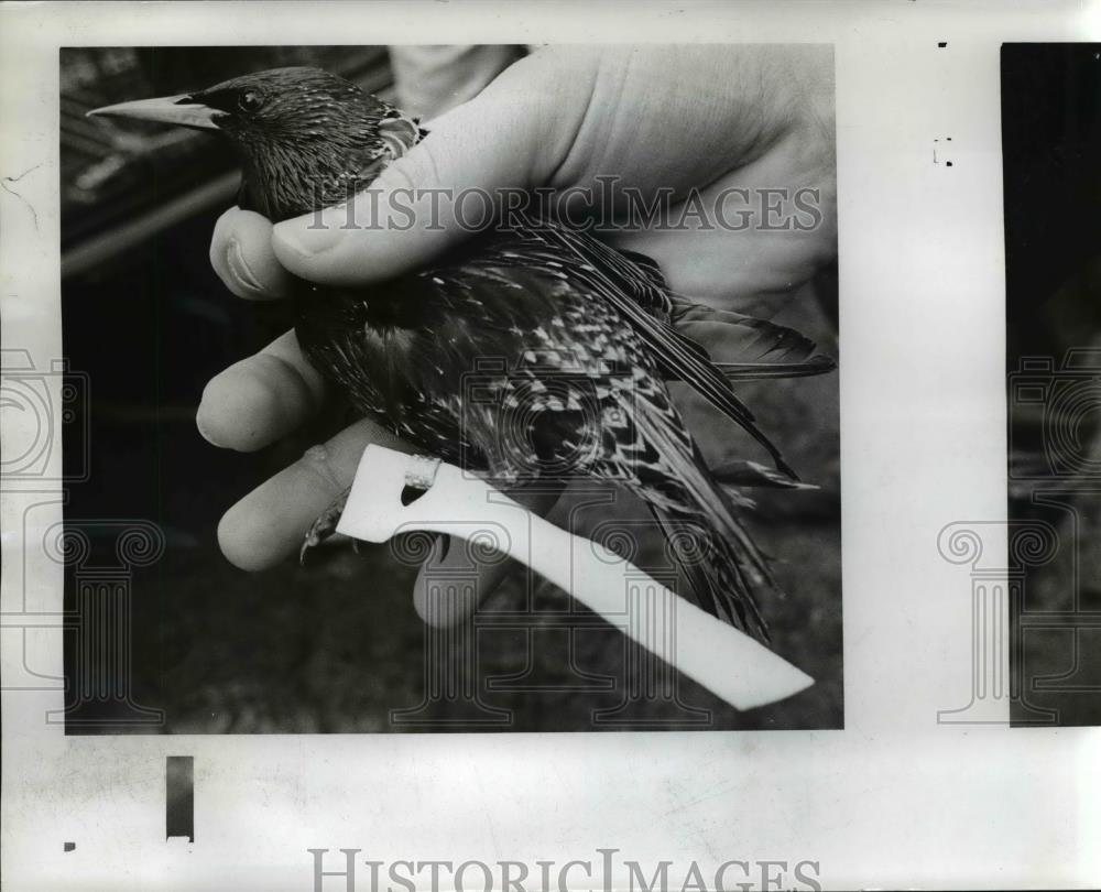 1970 Press Photo Bray holding bird with white plastic leg strap for research - Historic Images