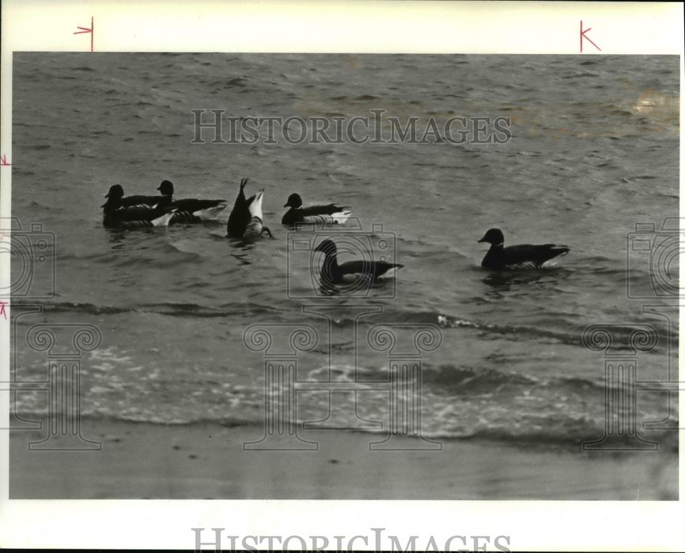 1985 Press Photo Geese Pacific Black brunt are Social birds - orb11554 - Historic Images