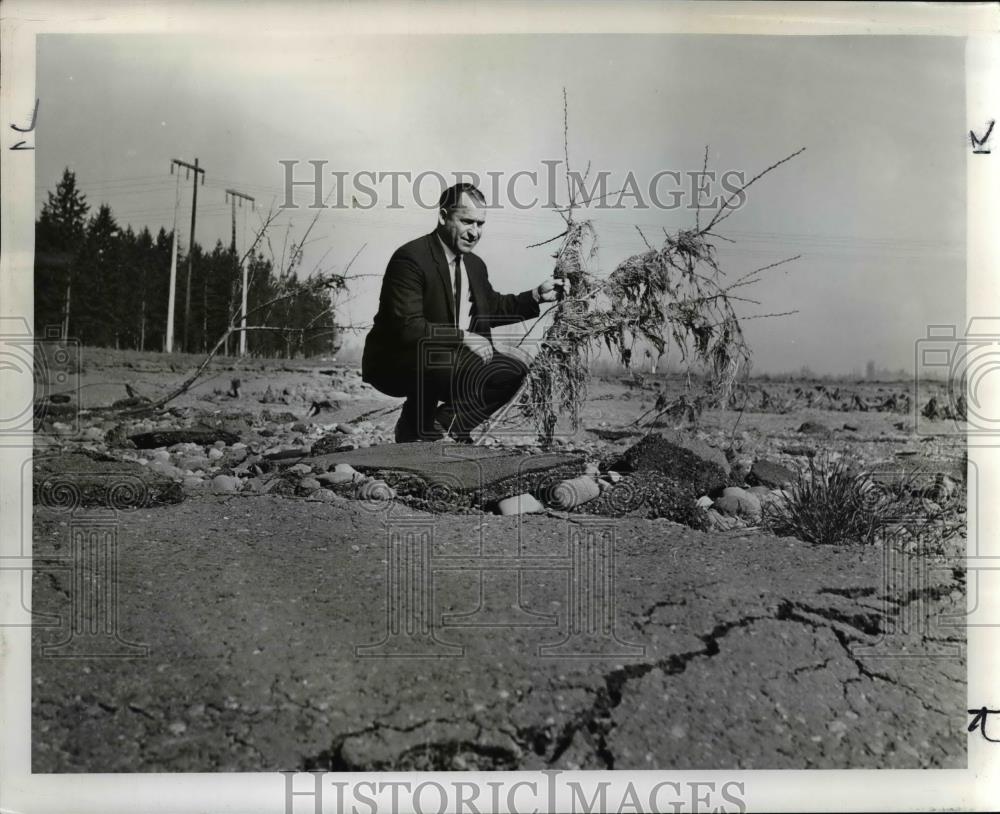1965 Press Photo Agent Ben Newell stands in damaged young prune orchard - Historic Images