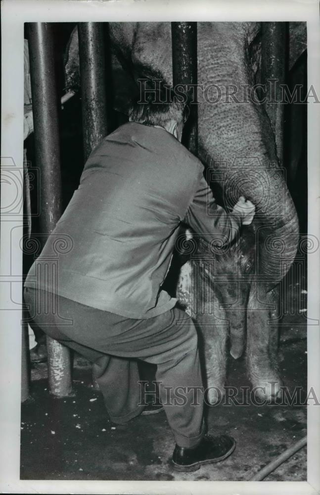 1965 Press Photo Matthew Maberry Trying To Pull Baby For Weighing Purposes, Zoo - Historic Images
