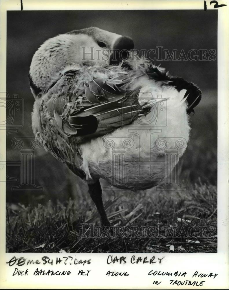 1984 Press Photo Troutdale goose gives heck some exercise to take closer gander - Historic Images