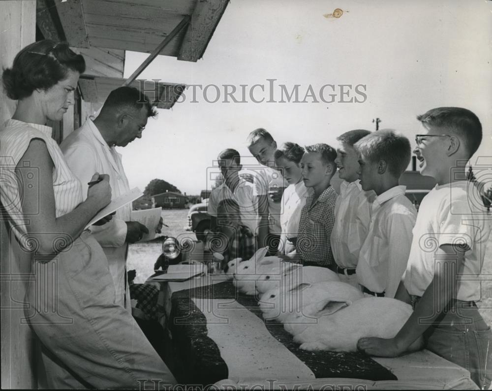 1958 Press Photo Judges eye rabbits in 4H rabbit championship at Coun