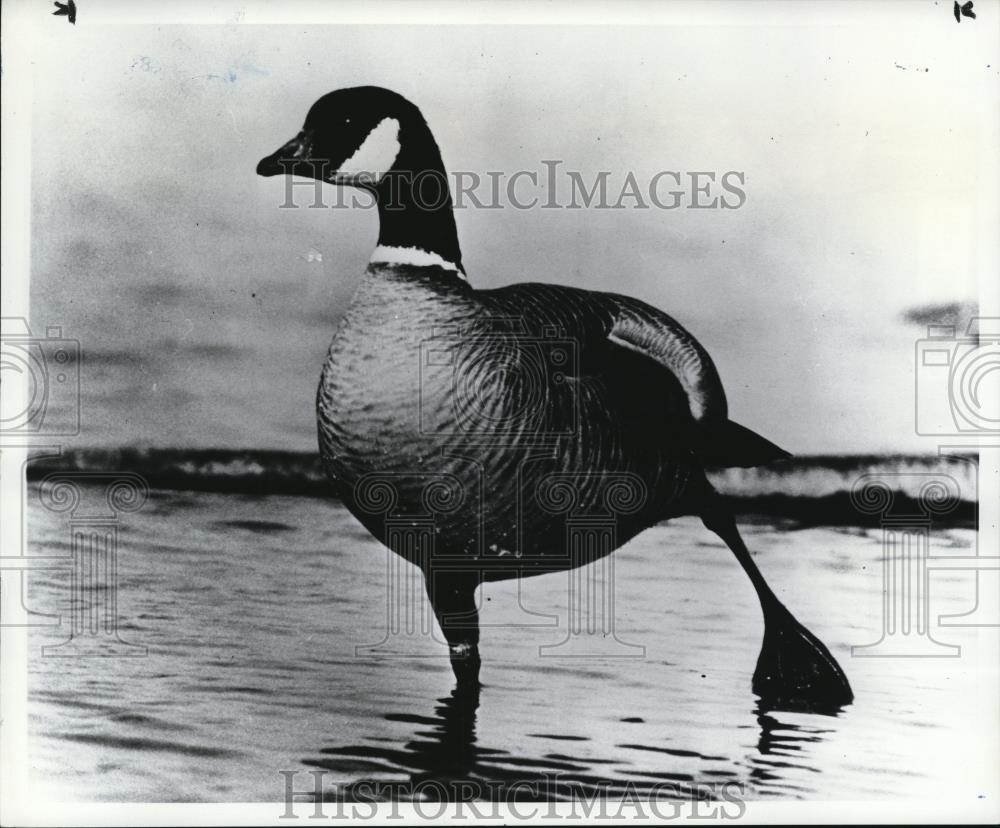 Aleutian canada discount goose drawing