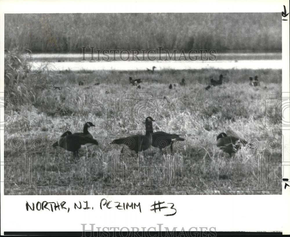 1985 Press Photo Canada geese - orb13434 - Historic Images
