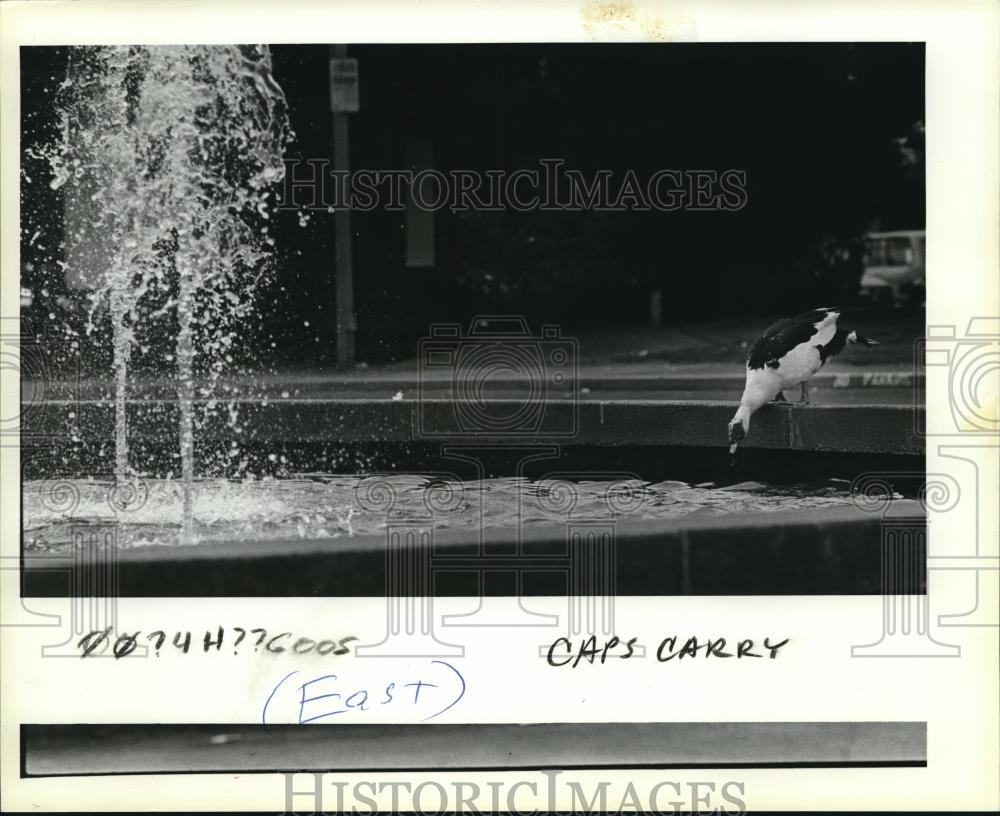 1983 Press Photo a goose to get away from the heat. - orb13437 - Historic Images