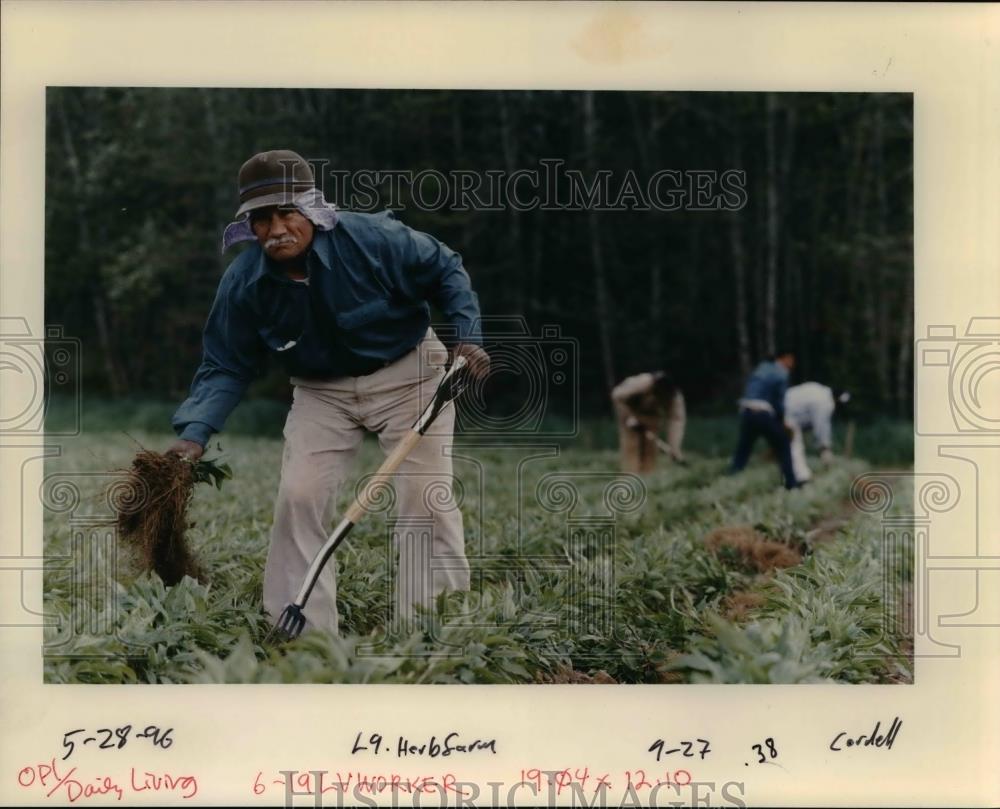 1996 Press Photo Herb Farm - orb15762 - Historic Images
