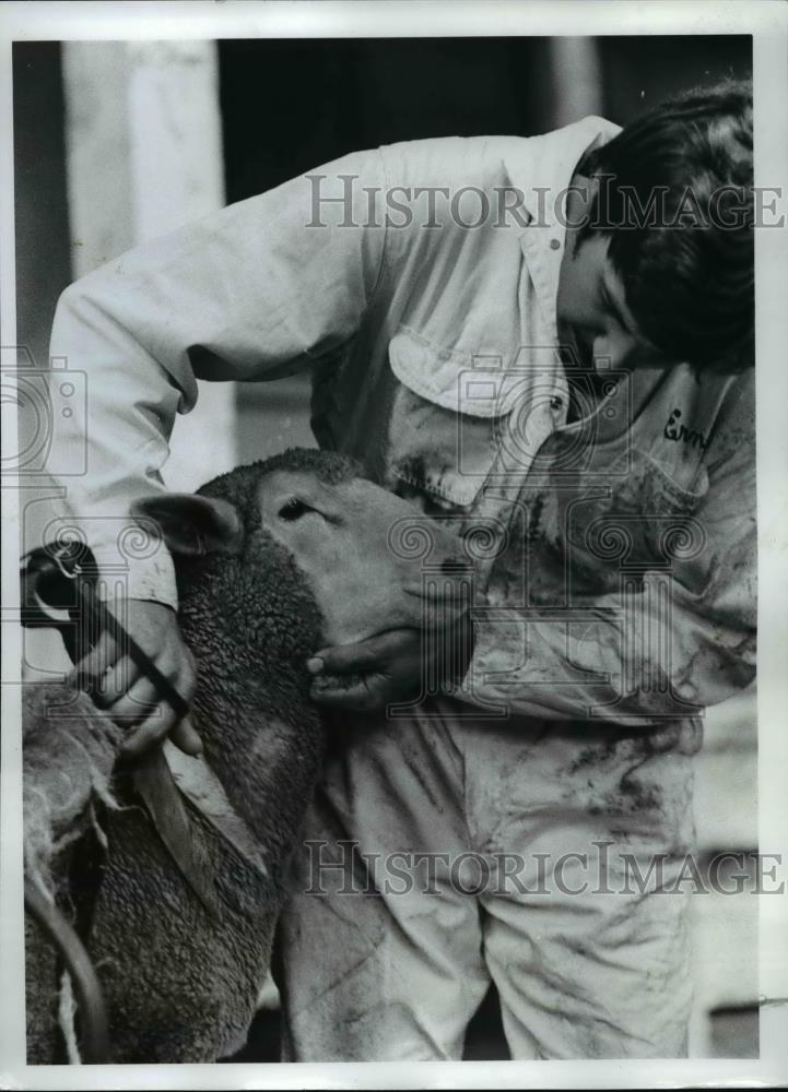 1975 Press Photo Greg Knopf, trims a Columbia sheep for Multnoma County Fair. - Historic Images