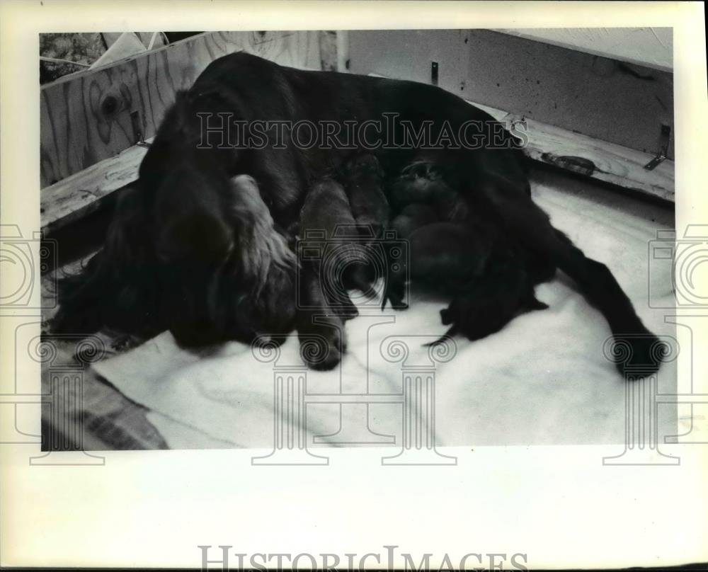 1983 Press Photo Some of 17 puppies born to Brittany a 3 year old Irish Setter. - Historic Images