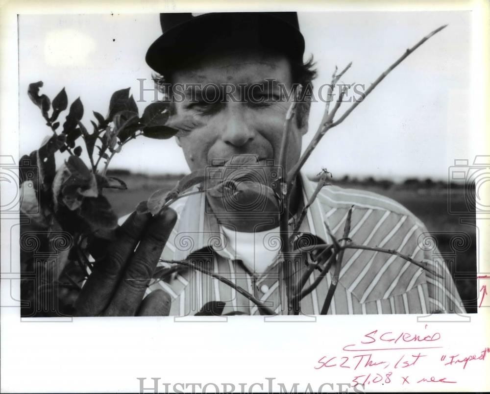 1992 Press Photo Gary Reed holds a thriving potato plant that has been