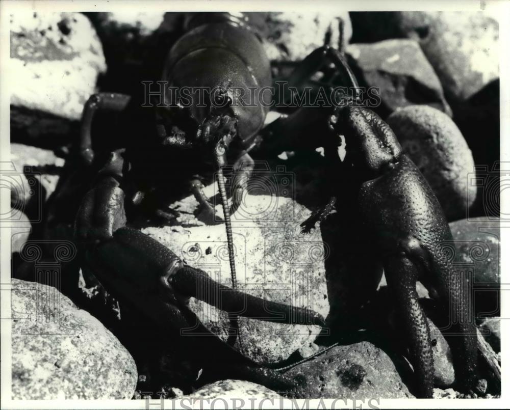1982 Press Photo The Crawfish  - orb18399 - Historic Images