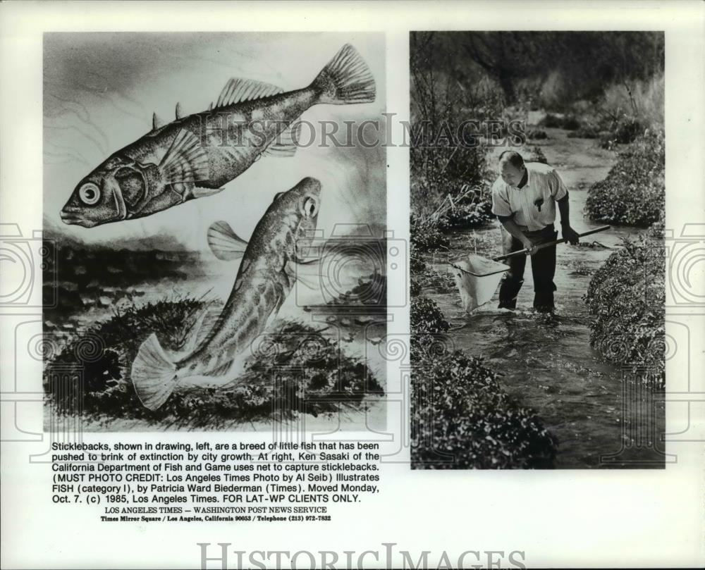 1985 Press Photo Endangered Species, Sticklebacks - orb18719 - Historic Images