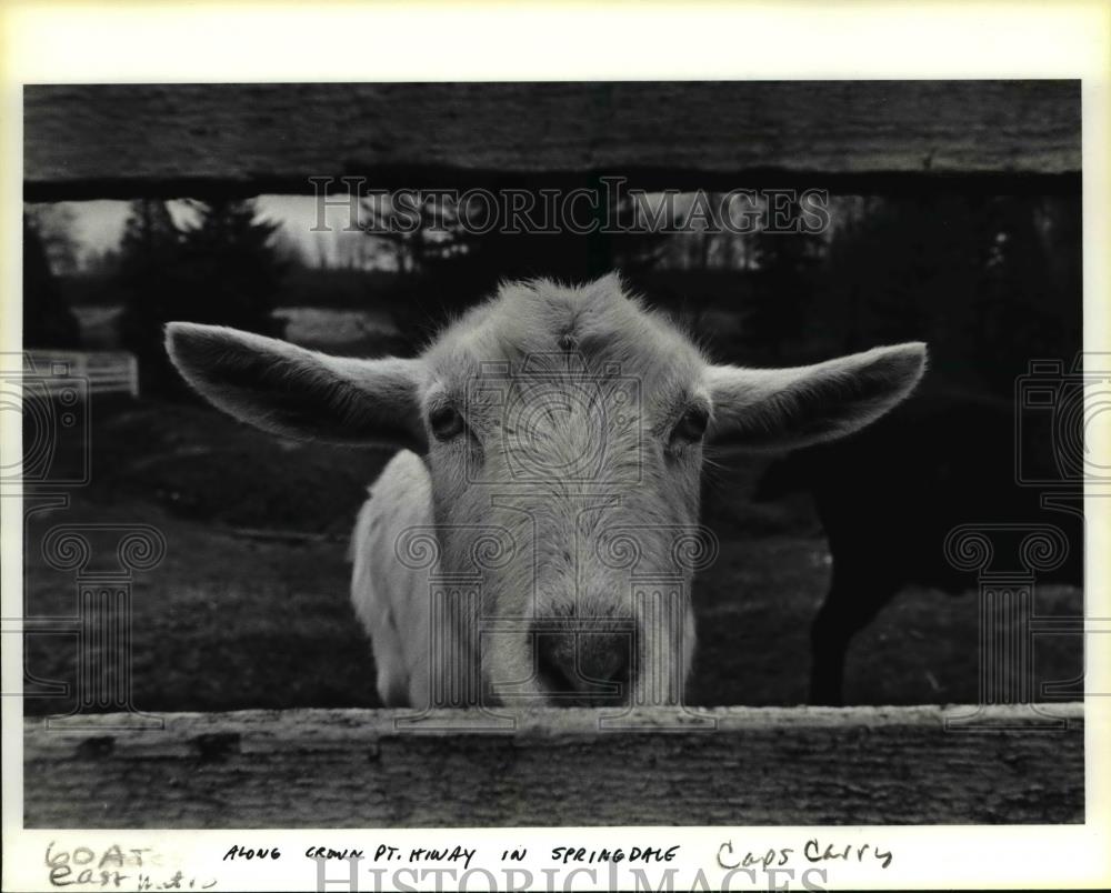 1985 Press Photo Goat near shot at along Crown Point Highway in Springdale - Historic Images