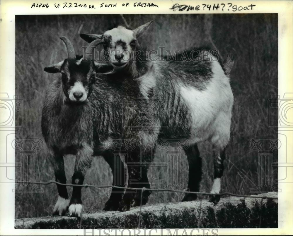 1984 Press Photo Two goat look over fence at Southeast 222nd Drive - orb20017 - Historic Images