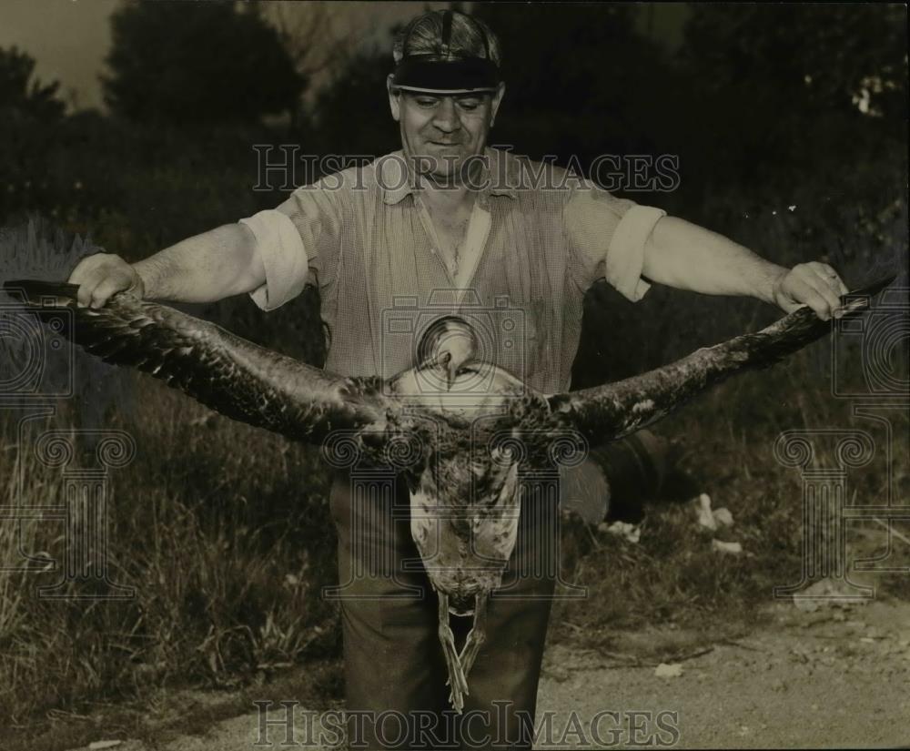 1937 Press Photo Great Loon Flew Into Power Pole Nearly Decapitating Itself - Historic Images