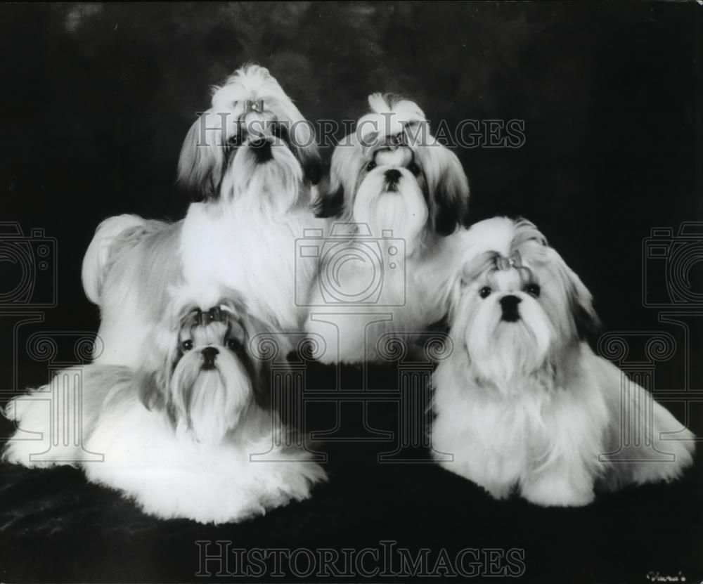 Press Photo Oregon Dogs - orb20605 - Historic Images