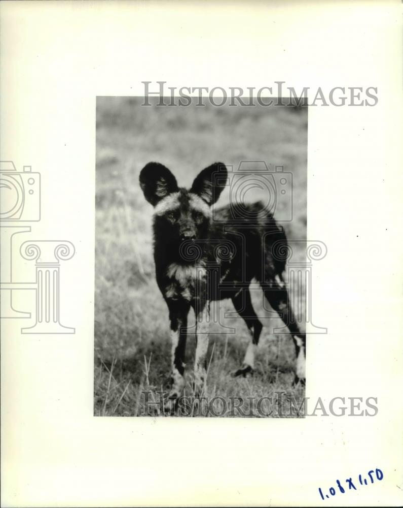 Press Photo Wild Dog - orb21043 - Historic Images