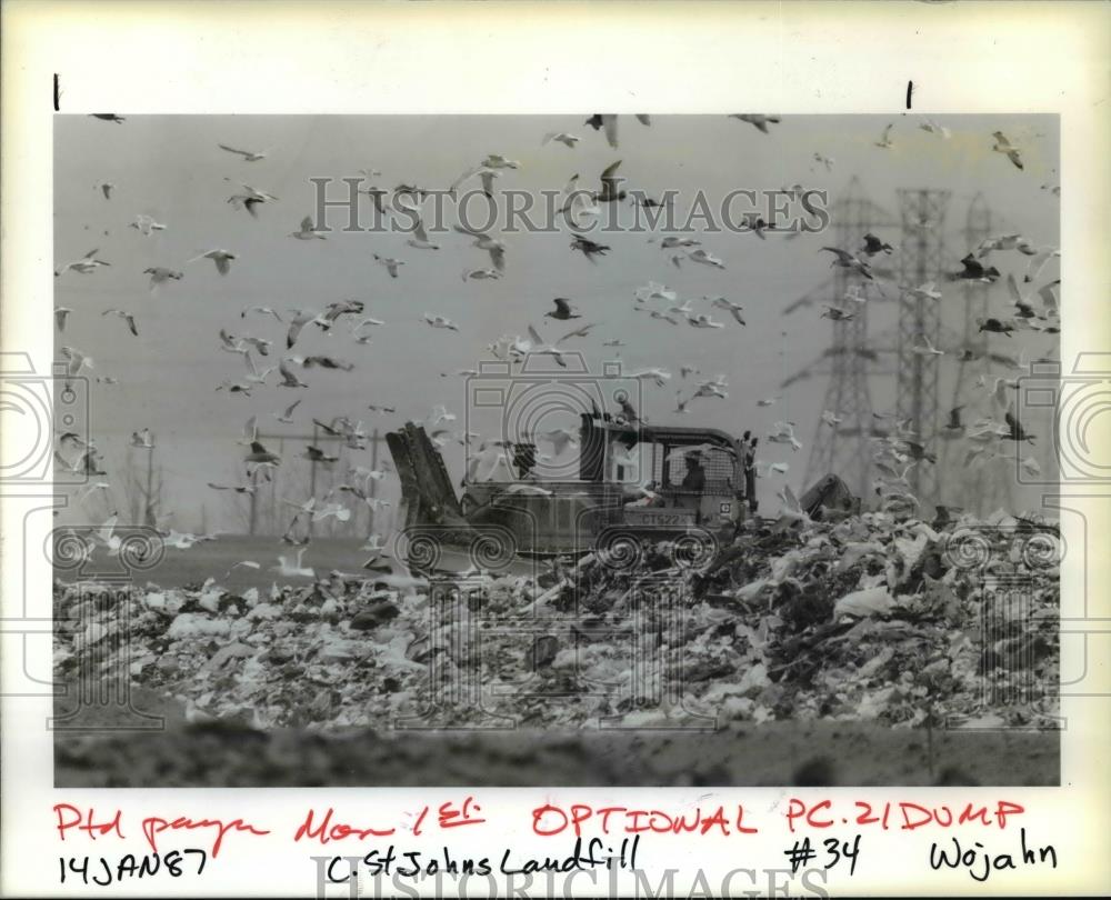 1987 Press Photo Sea Gulls swirl above the St Johns Landfill in North