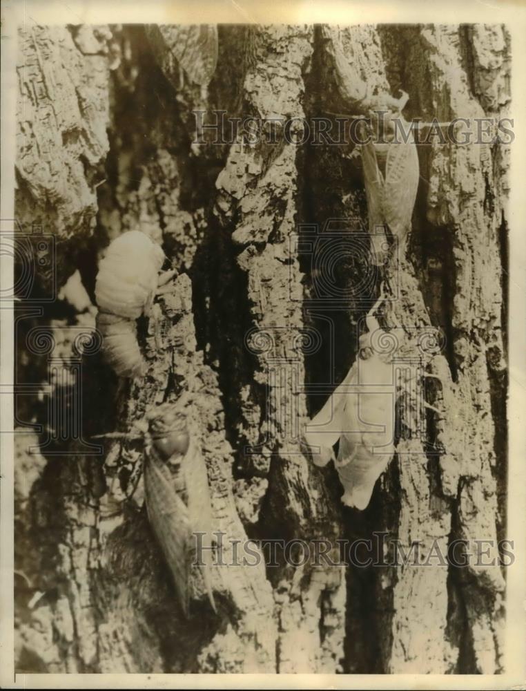 1936 Press Photo Baltimore The 17 year locusts have appeared in this region. - Historic Images