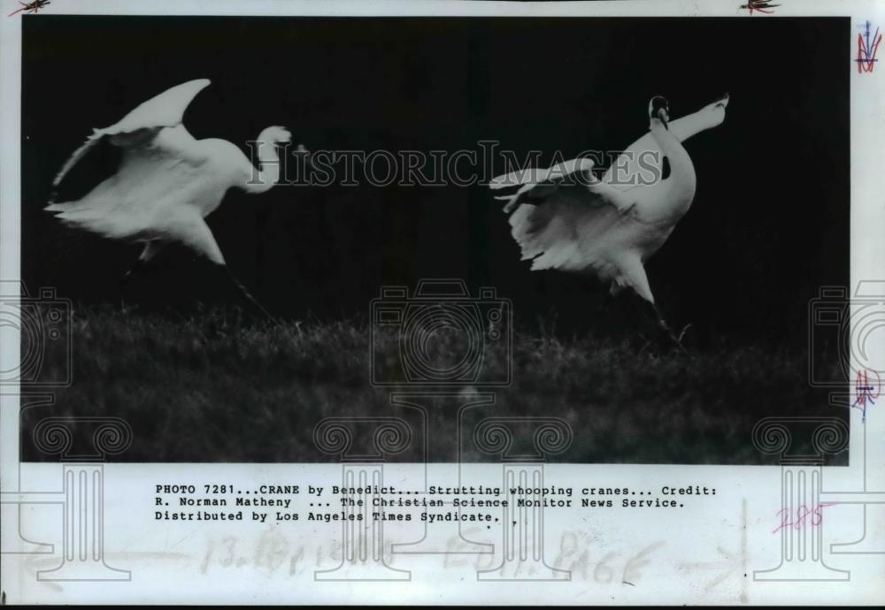 1982 Press Photo Whooping cranes dance and strut - orb24930 - Historic Images
