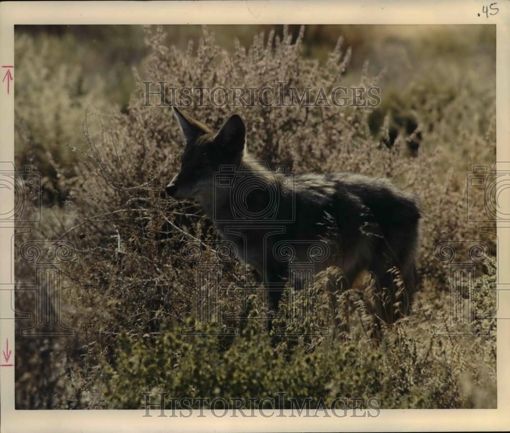 2001 Press Photo Coyote. - orb24935 - Historic Images