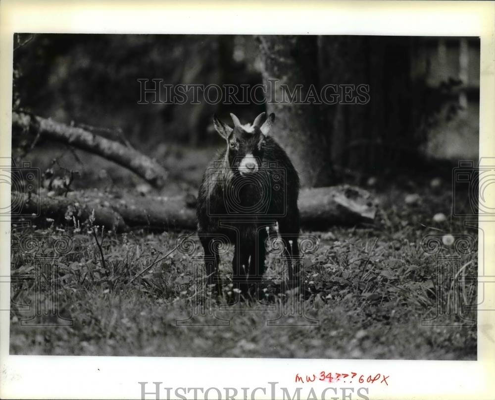 1983 Press Photo A small black goat on the Washington County grounds - orb27220 - Historic Images