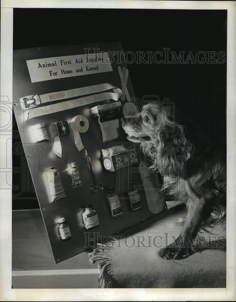 1942 Press Photo Bill ASPCA mascot looks over first aid display  - neny06916 - Historic Images