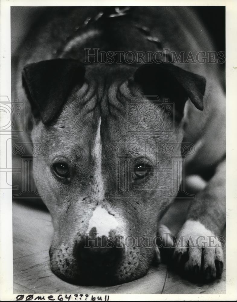 1983 Press Photo Sam,a Pit bull, for adoption at Multnomah County Animal Control - Historic Images