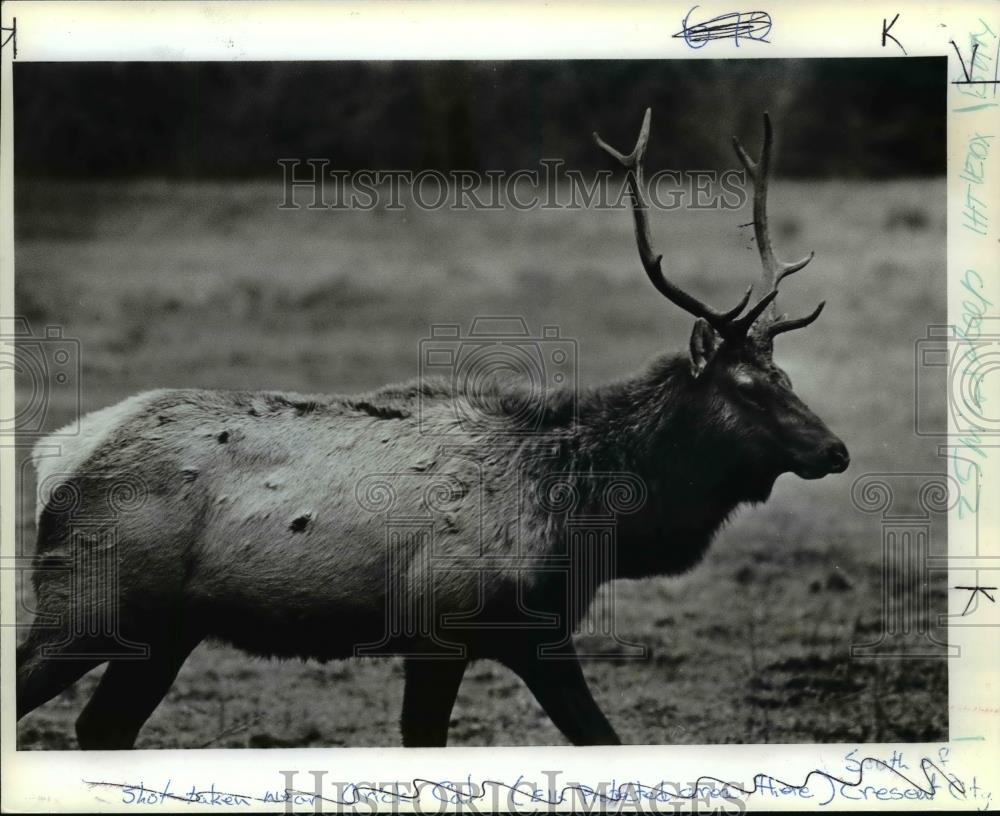 1985 Press Photo Coast Range Bull-Oregon - orb66394 - Historic Images