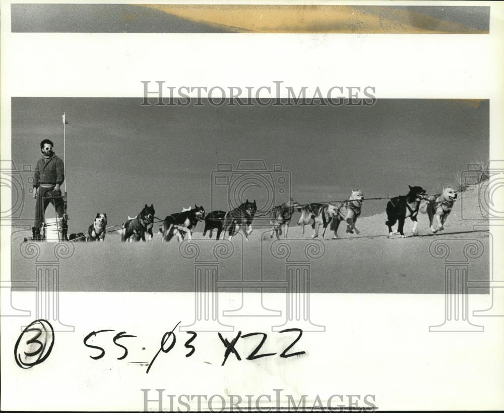 1985 Press Photo Dogs in 8th annual Oregon Dune Mushers Mall Run - orb68634 - Historic Images