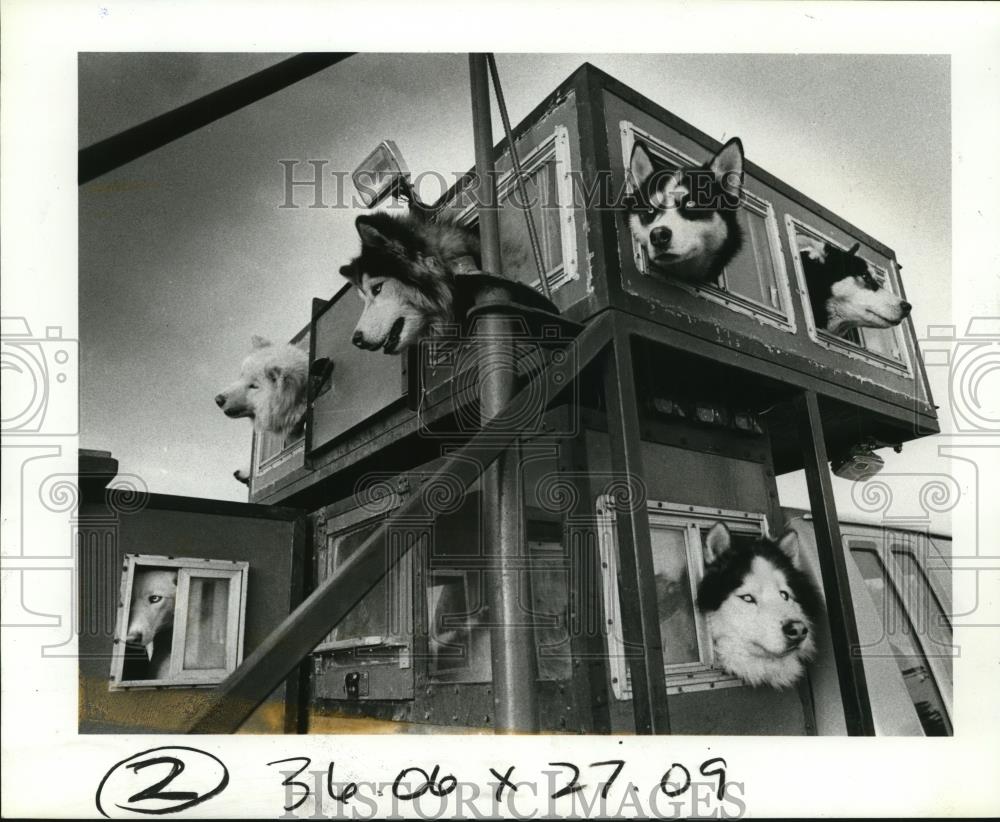1985 Press Photo Dogs transported in shell on top of truck - orb68638 - Historic Images